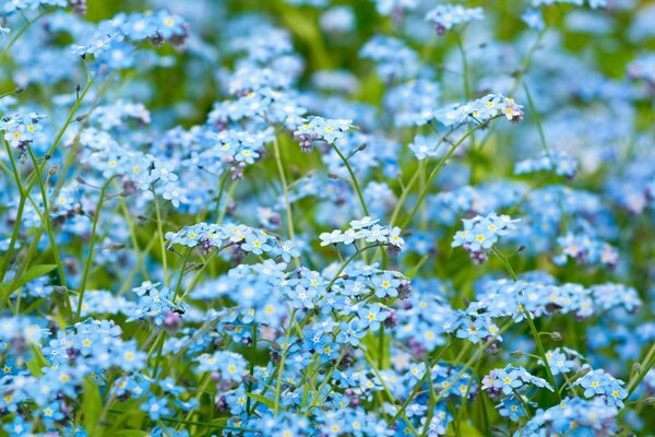 Blue forget-me-nots in a green field