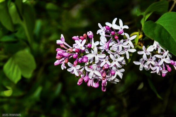 Small flowers in nature