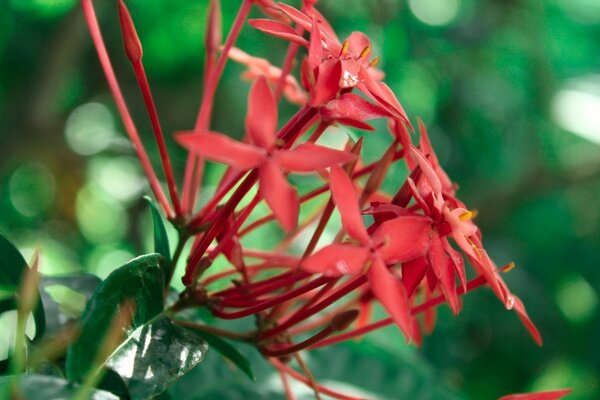 La naturaleza crea un original único