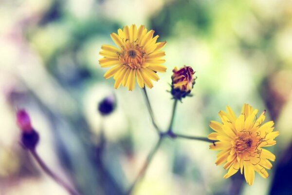 Framed photo of yellow flowers