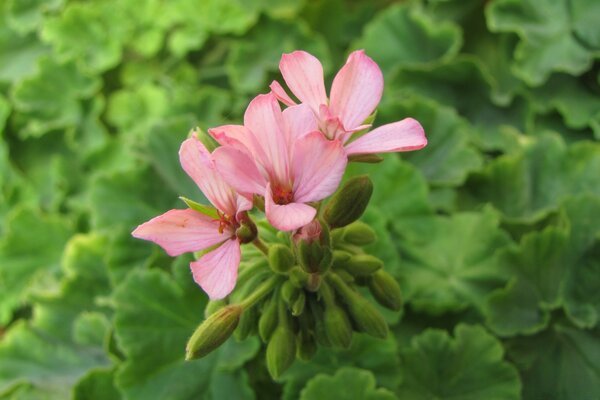 Geranium blooms and smells for a very long time