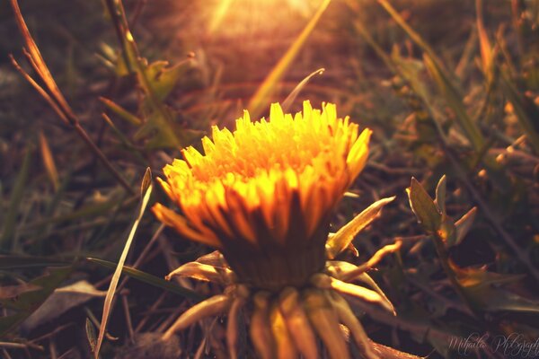 Gelbe Blume mit Sonnenstrahlen