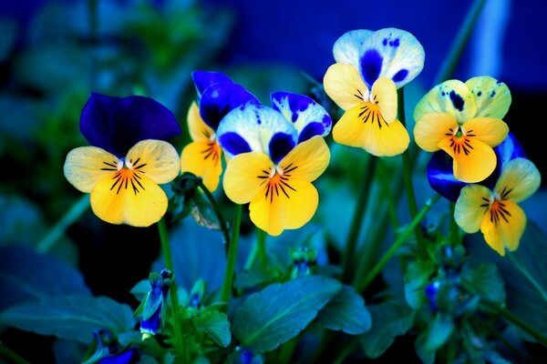 Blooming summer pansies