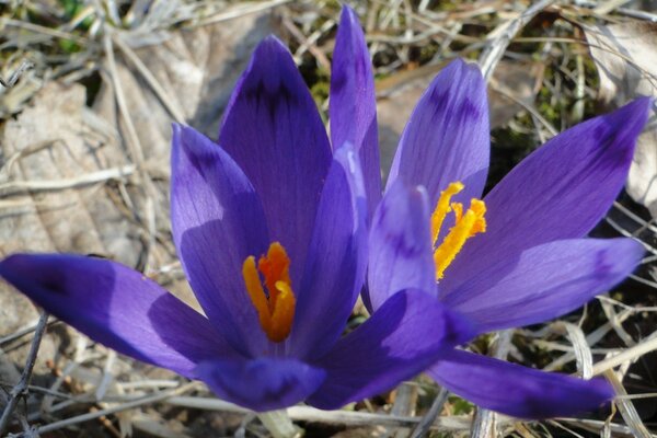 Crochi viola nell erba autunnale