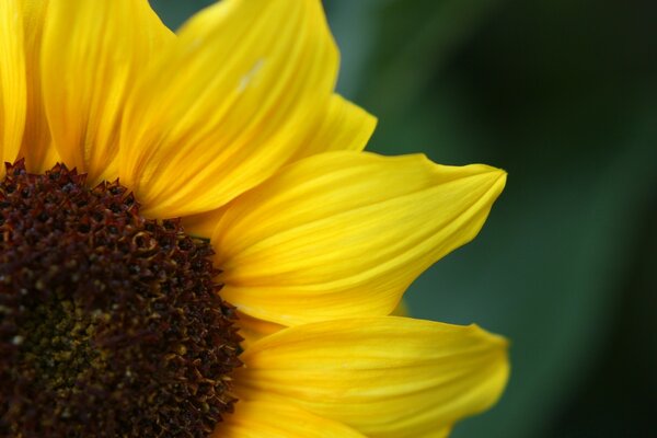 Sonnenblumenblüte für ein Viertel gezeigt