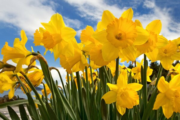 Daffodils on a blue sky background