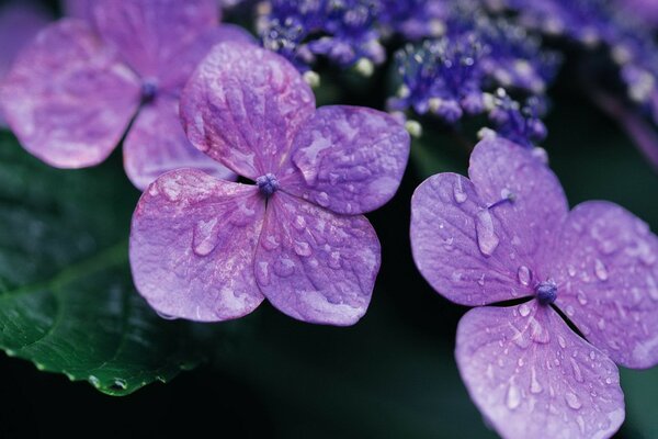 Delicadas flores púrpuras con gotas de rocío