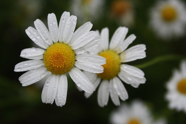 Gros plan de marguerites blanches