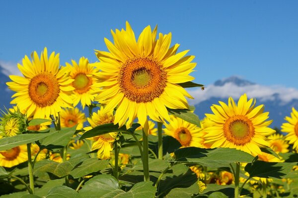 Blühende Sonnenblumen auf dem Hintergrund des blauen Himmels und der Berge