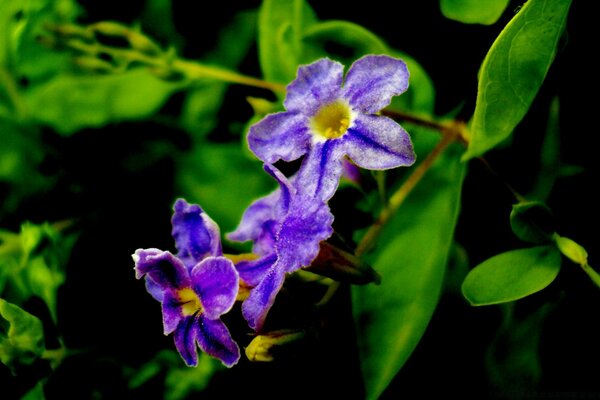 Schillernde Blume im Garten