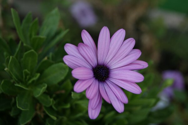 Hermosa flor púrpura