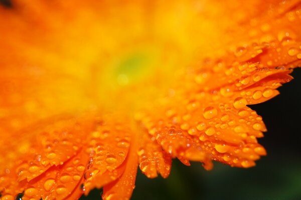 Drops on the orange petals of the macro