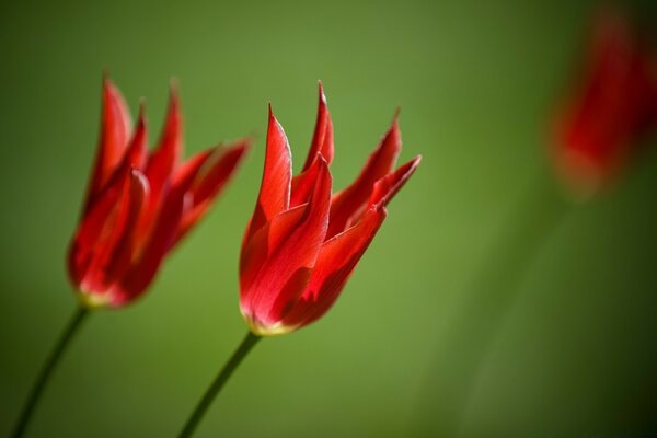 Um par de tulipas vermelhas sobre um fundo verde