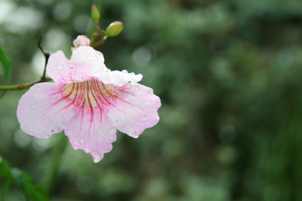 A blooming flower on a background of foliage