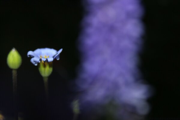 Blooming flowers on a dark background