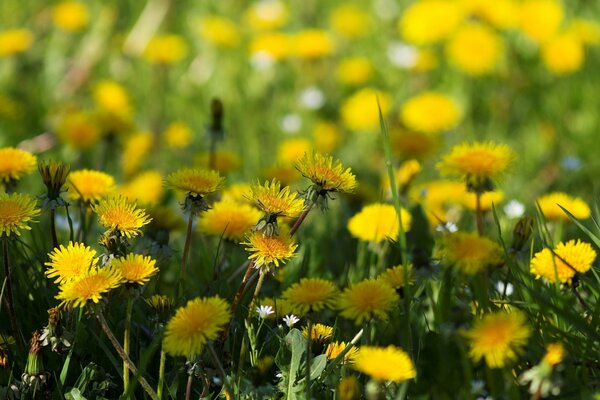 Fleurs sur un champ vert. Beauté de la nature