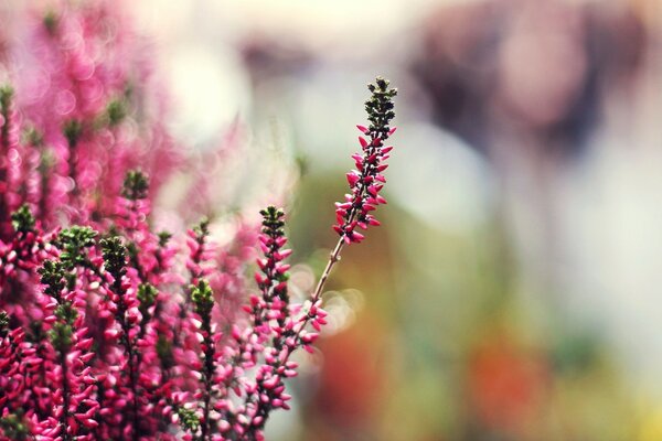 Fleur d été de petites inflorescences