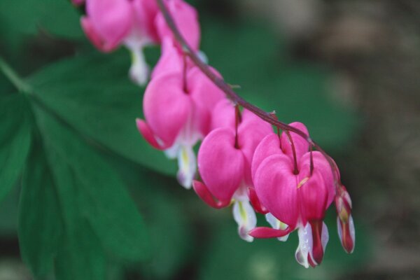 Grappes de magnifiques fleurs roses