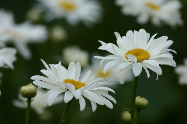 Die Blumen. Kamillen. Sommer Natur