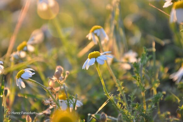 Margaridas brancas no estilo bokeh