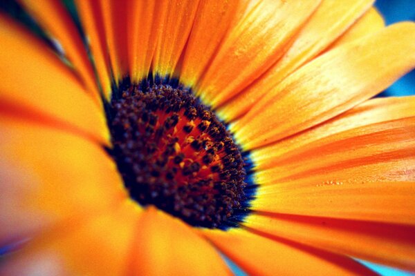 Macroschool amarillo brillante flor