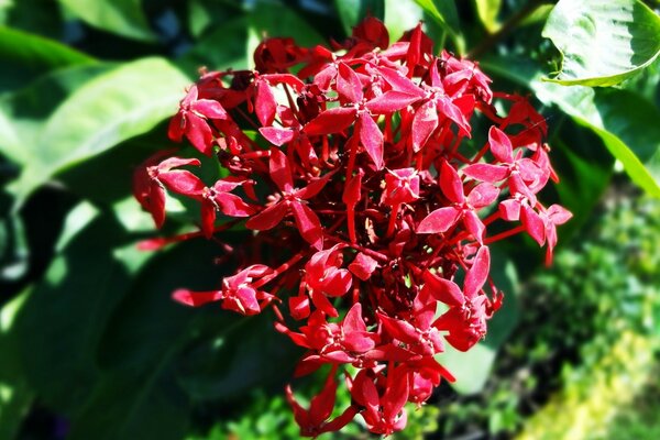 Fiore a foglia piccola per giardino