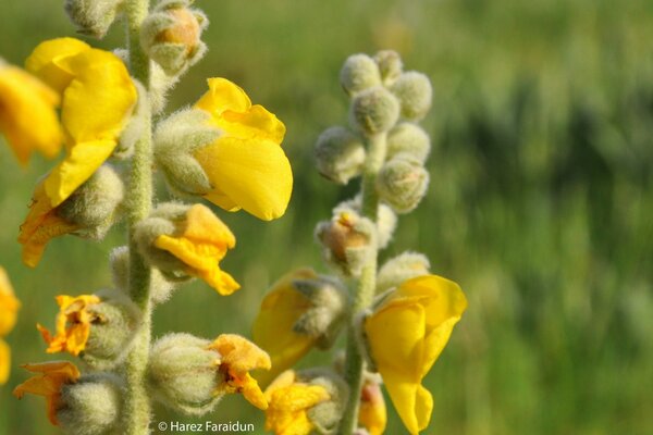 Gelbe helle Blumen in Nahaufnahme