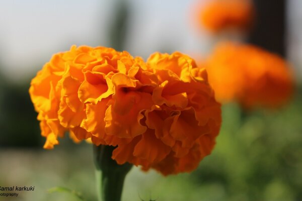 Orange Ringelblumen auf grünem Hintergrund