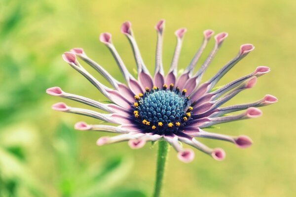 Ungewöhnliche Sommerblume