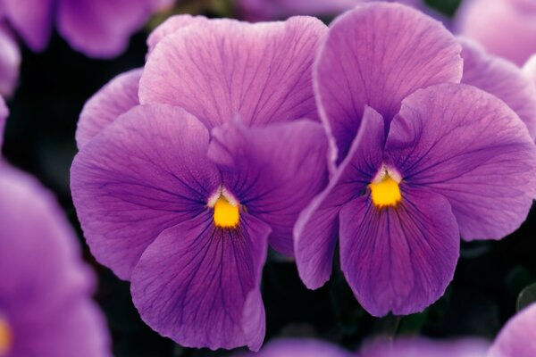 Delicadas flores do jardim roxo