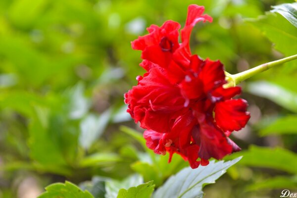 Clavel rojo sobre fondo verde