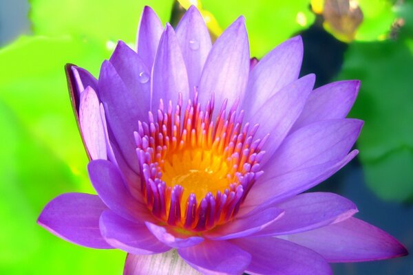 Purple flower close-up