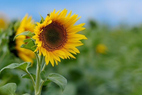 Zwei blühende Sonnenblumen im Feld