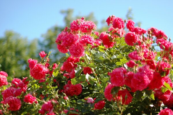 Rose garden bush close-up