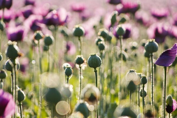 Mohnblumen verblassen bei Wind schnell