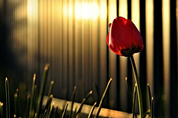 Tulipano rosso alla luce della sera