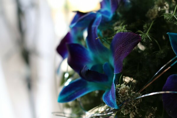 Fiore blu tra muschio