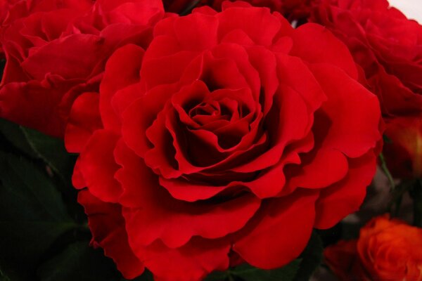 Boutons de roses rouges dans un monobooket