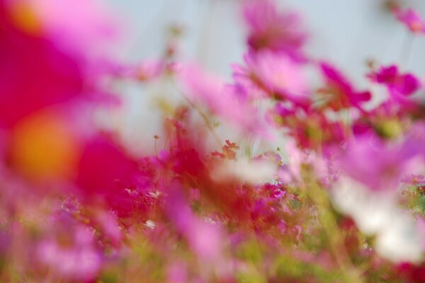 Hermosa foto de flores. naturaleza