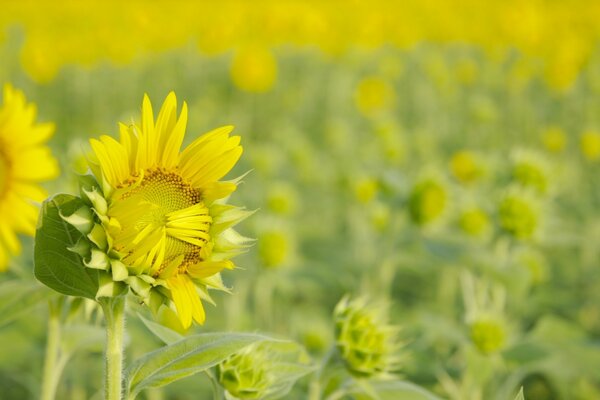 Fotos von Sonnenblumen, die anfangen zu reifen