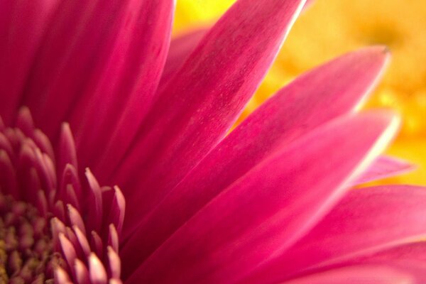 Dazzling pink flower