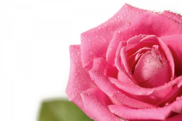 Pink rose with dew drops