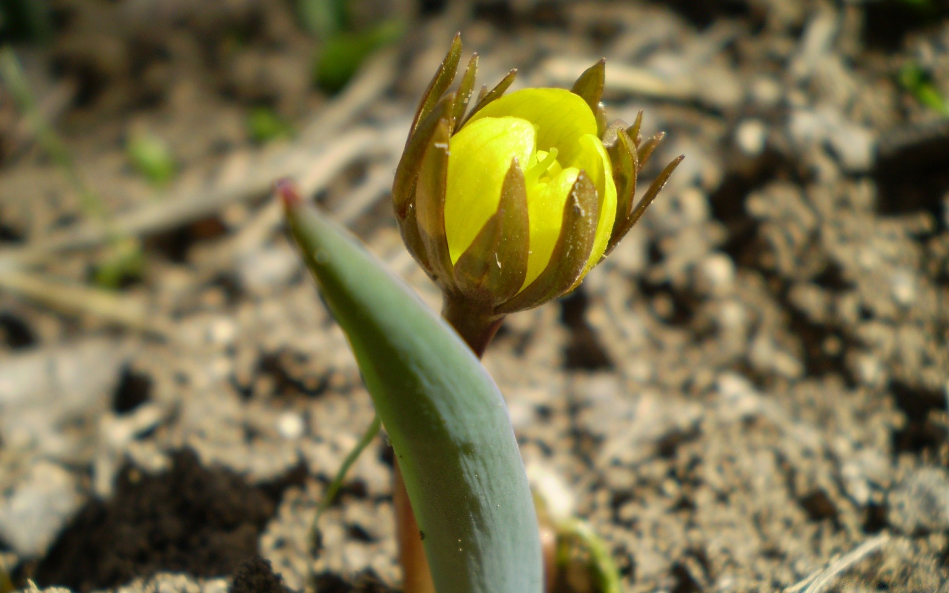 çiçekler doğa çiçek flora yaprak açık havada bahçe büyüme parlak yakın çekim çiçek yaz renk güzel