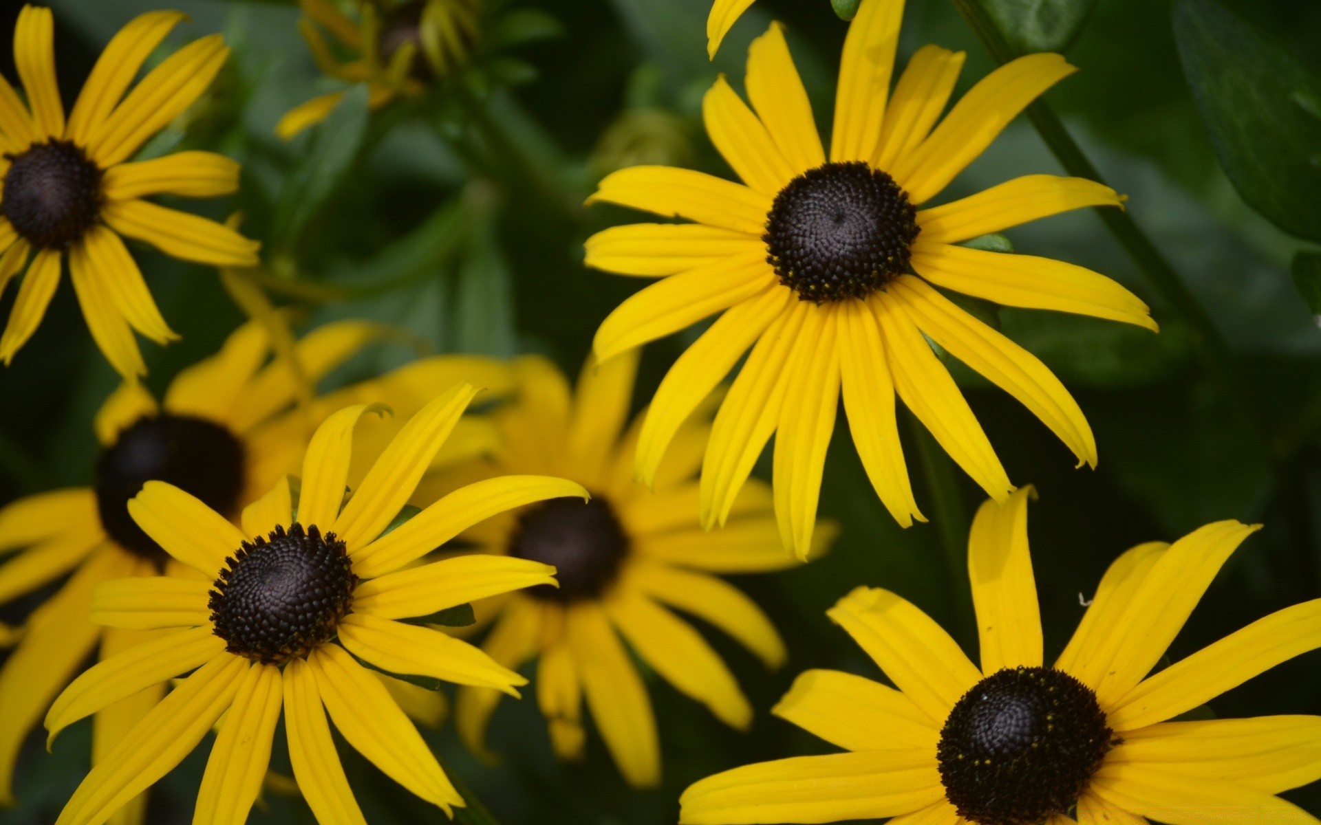 flowers nature flower summer garden flora outdoors leaf field coneflower blooming beautiful petal hayfield bright botanical