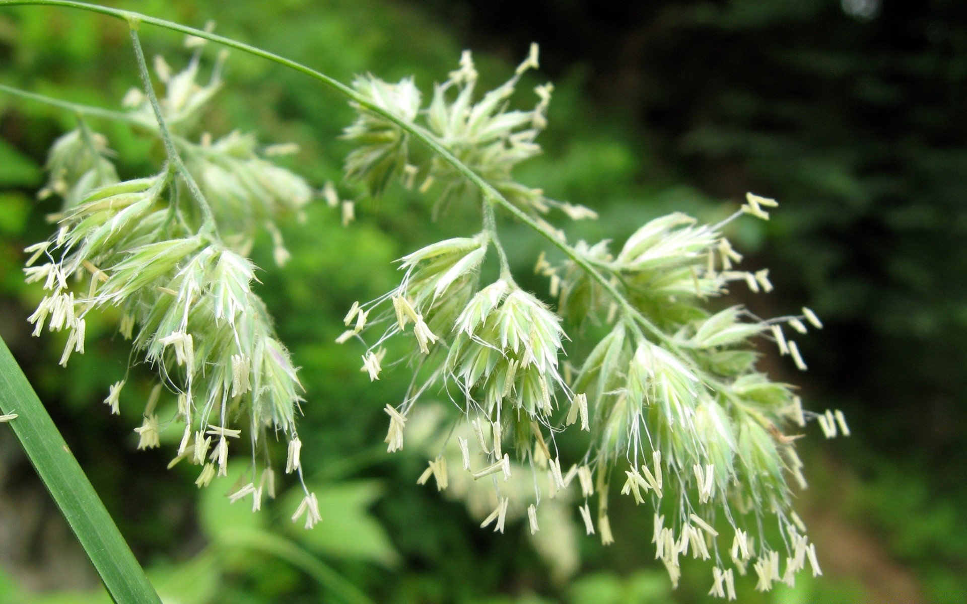 kwiaty liść natura flora na zewnątrz wzrost trawa drewno ogród dziki kwiat lato park dobra pogoda sezon zbliżenie jasny