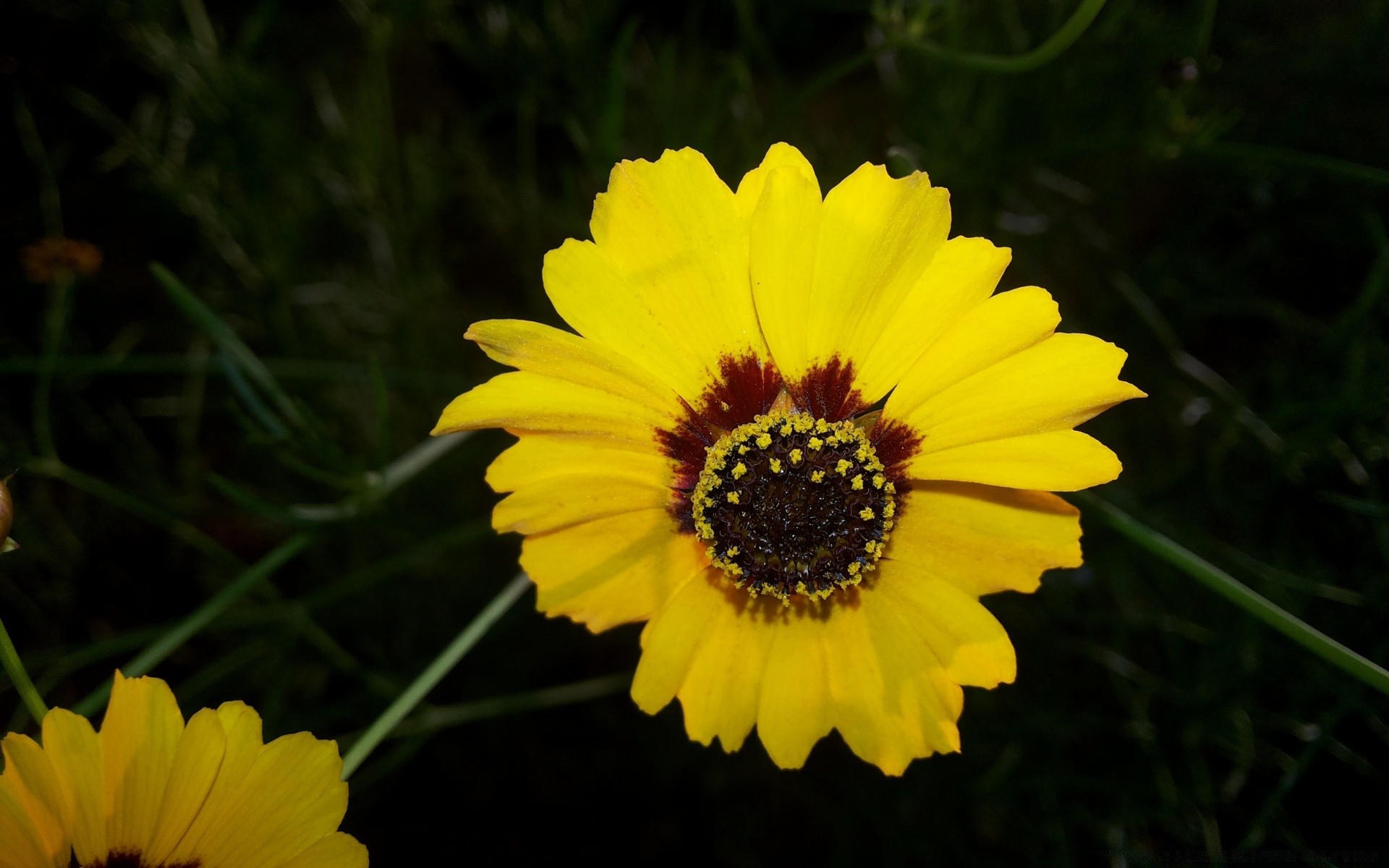 fleurs fleur nature flore été jardin lumineux gros plan couleur pollen floral croissance champ pétale belle feuille à l extérieur bluming lumineux