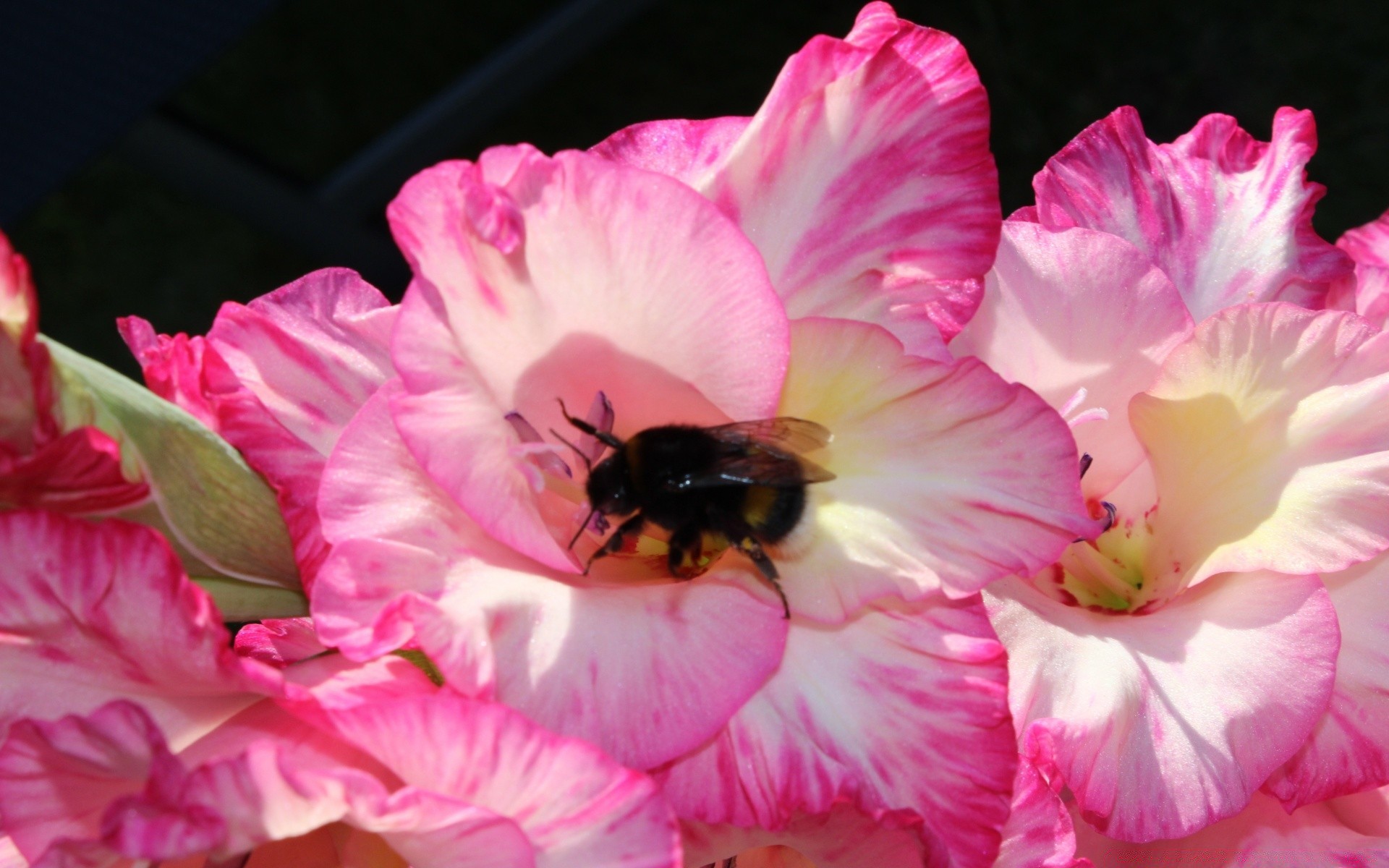 çiçekler çiçek doğa flora petal yaprak çiçek bahçe renk yaz güzel gül çiçek açan