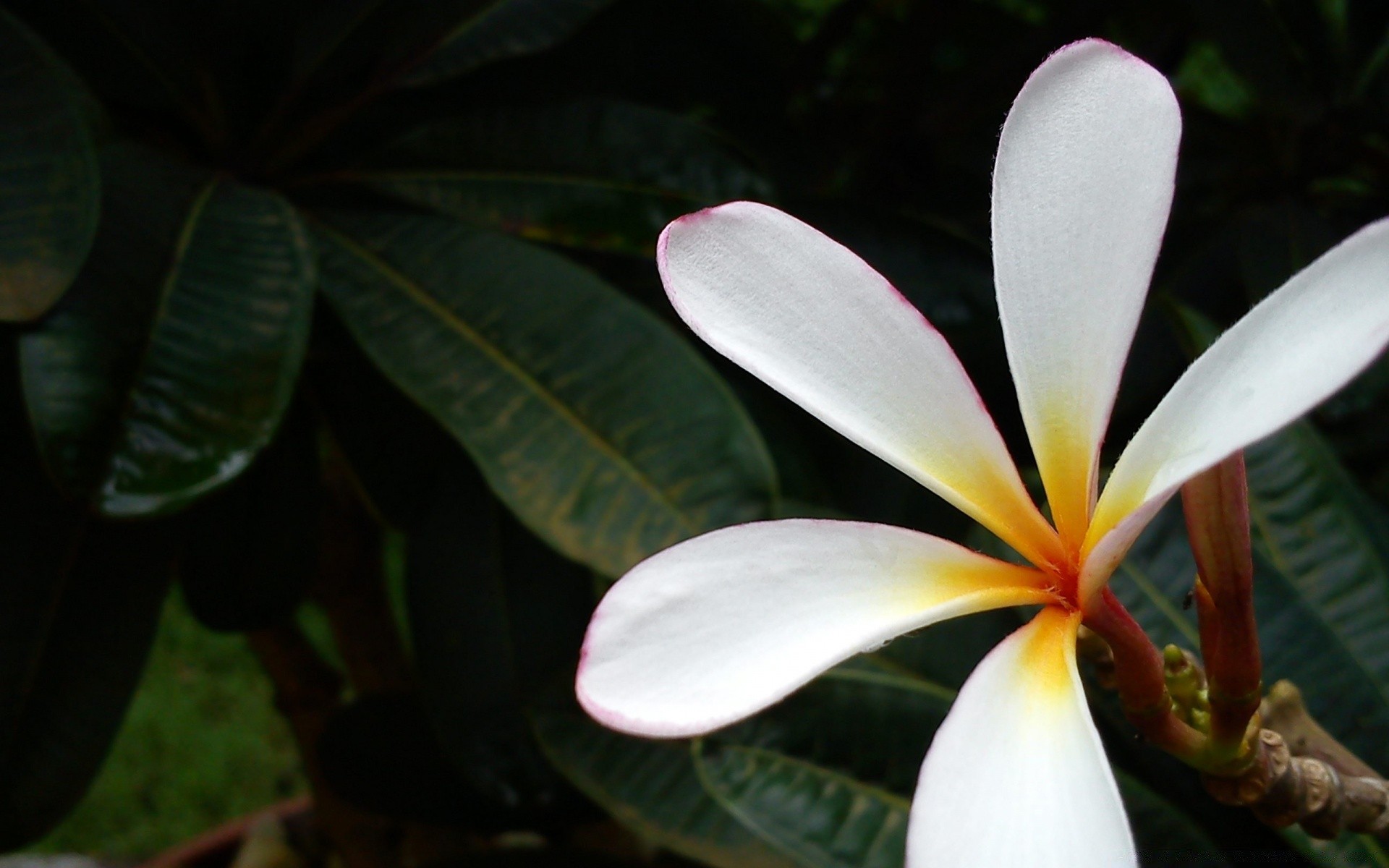 kwiaty tropikalny egzotyczne natura frangipani kwiat liść flora plumeria zen aloha lato wzrost medytacja piękny ogród