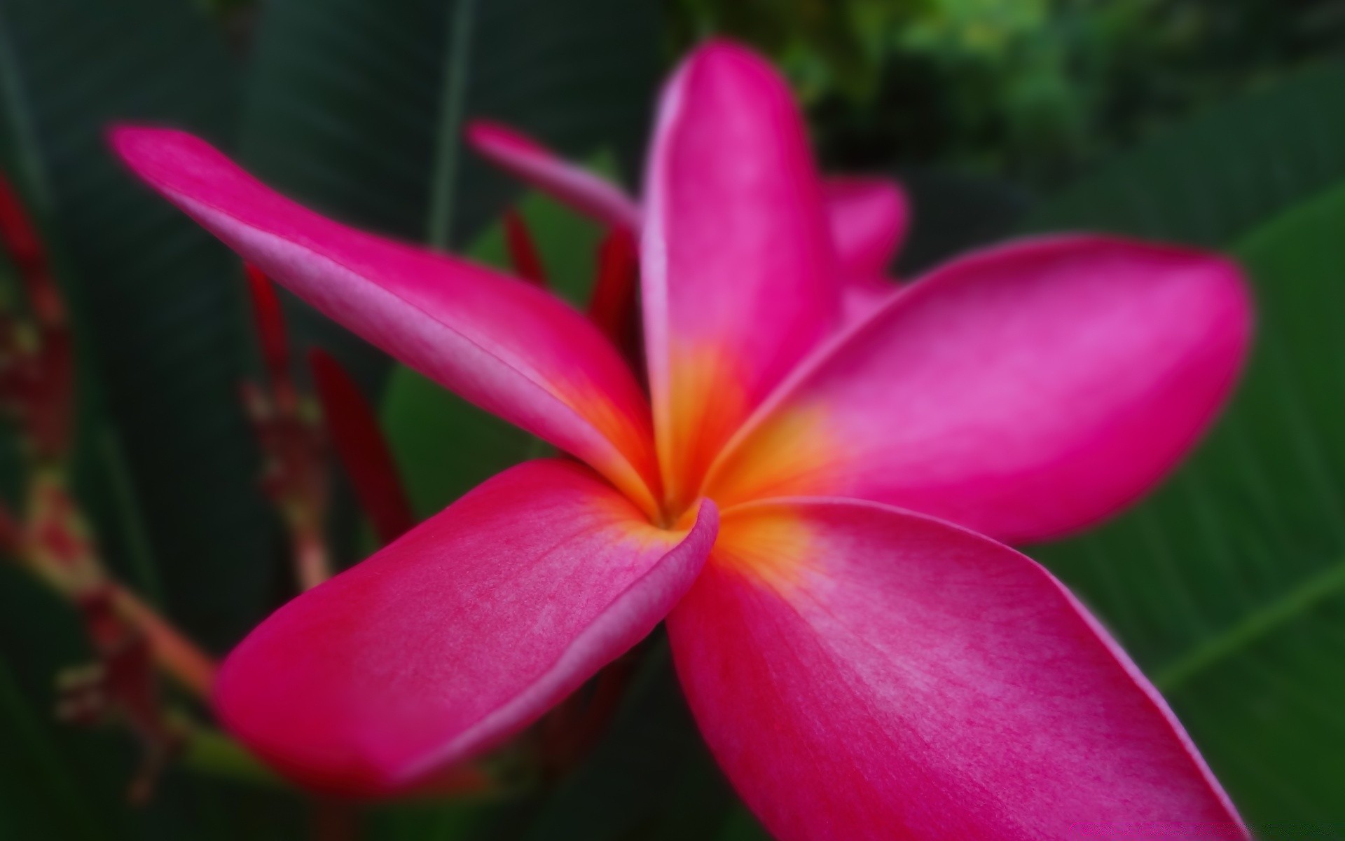 blumen tropisch blume natur exotisch flora frangipani sommer garten plumeria blatt schön aloha farbe hell blütenblatt blühen blumen