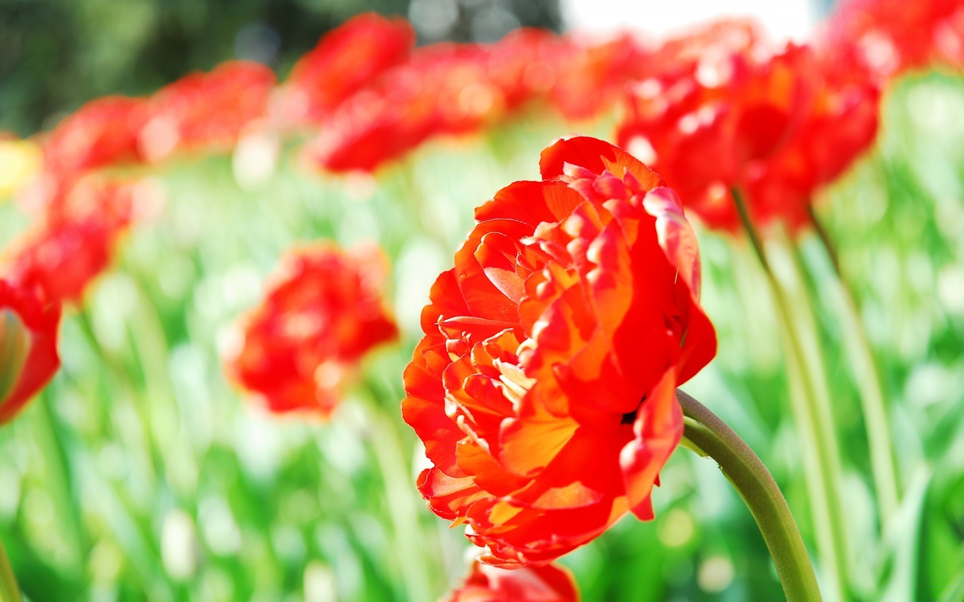 flores naturaleza verano flor flora hoja brillante jardín campo crecimiento al aire libre tulipán buen tiempo color hierba